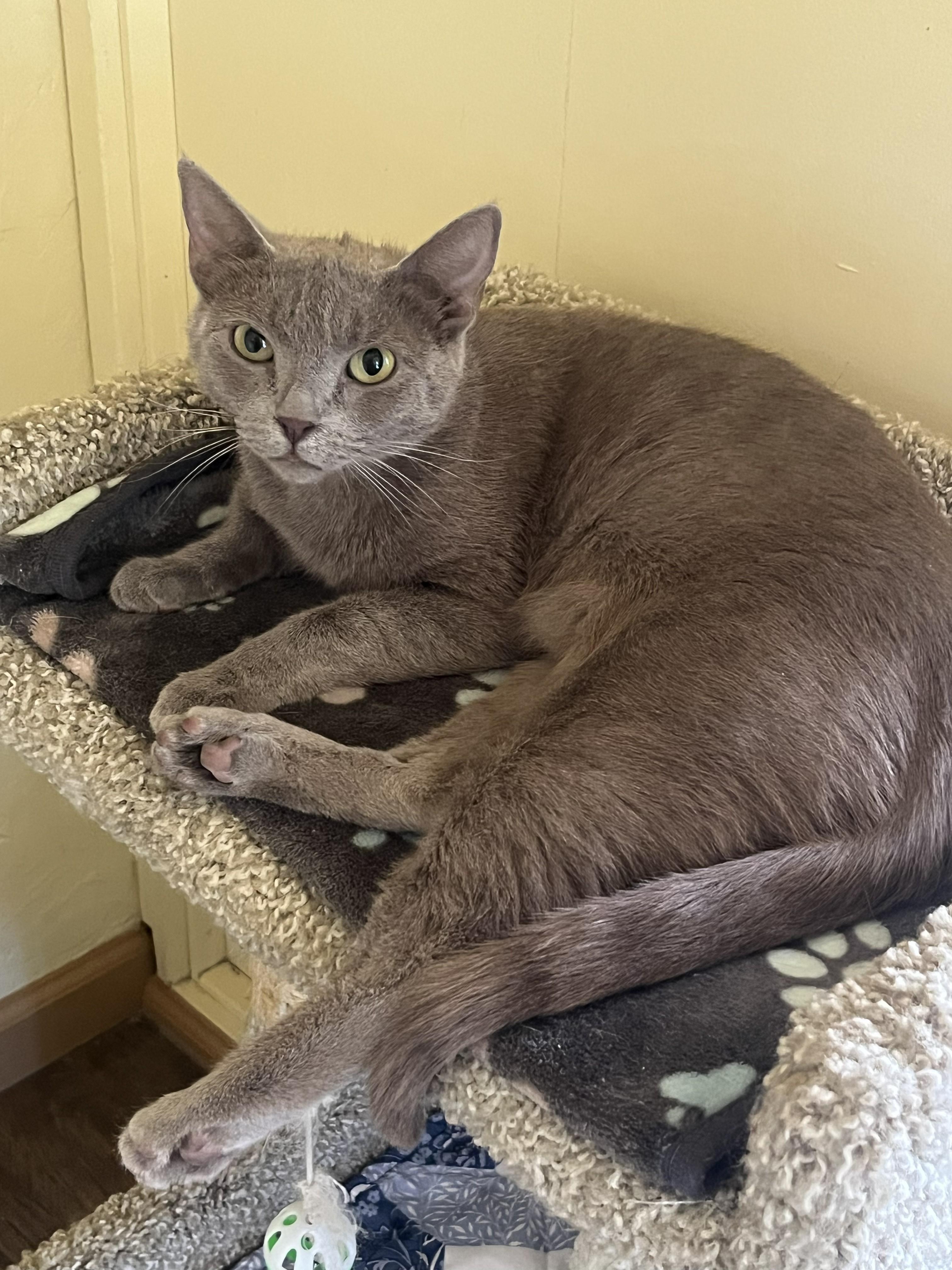 LORELAI, a ADOPTABLE Domestic Short Hair in Prescott, AZ image 3/4