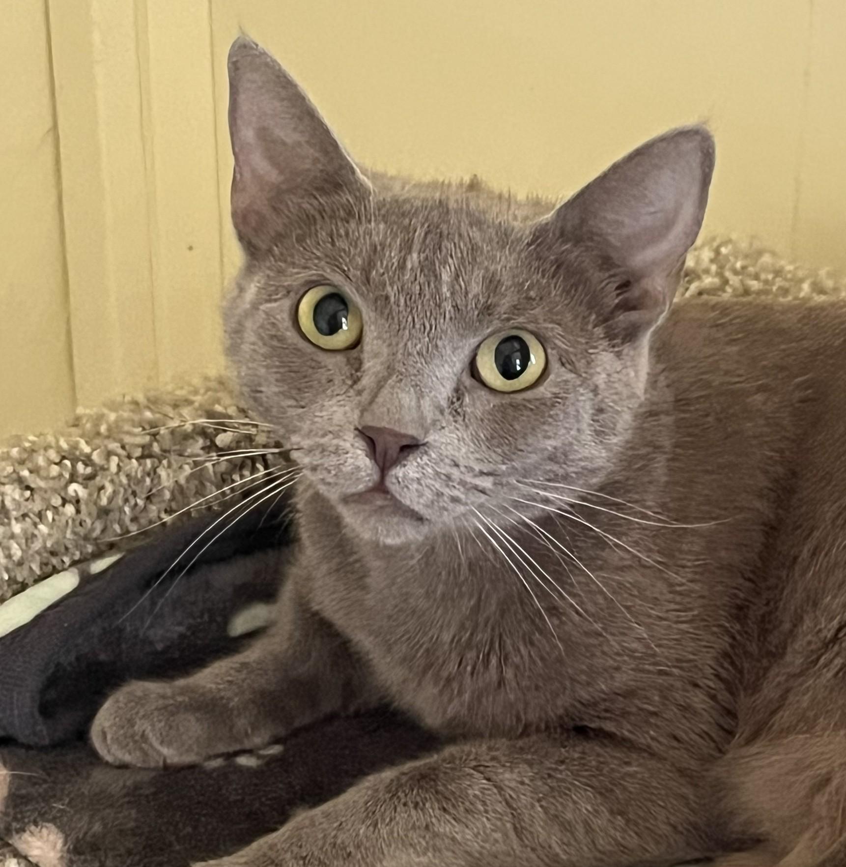 LORELAI, a ADOPTABLE Domestic Short Hair in Prescott, AZ image 2/4
