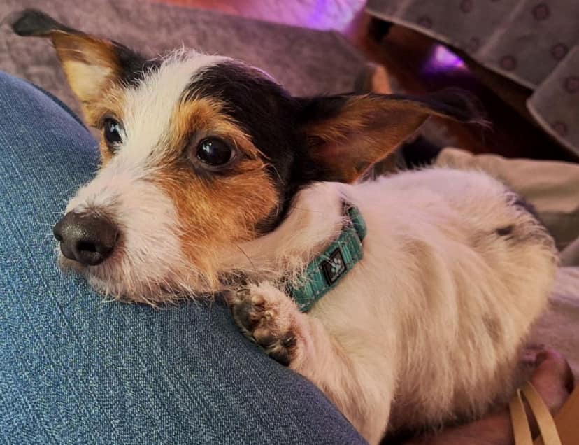 Enlarge Sheldon, a Adoptable mixed breed in Flossmoor, IL image 1/2