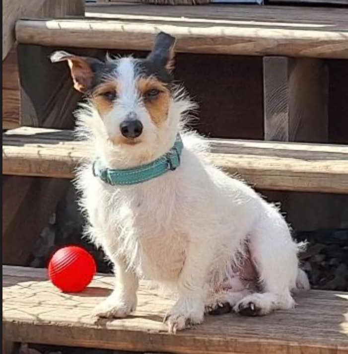 Enlarge Sheldon, a Adoptable mixed breed in Flossmoor, IL image 2/2