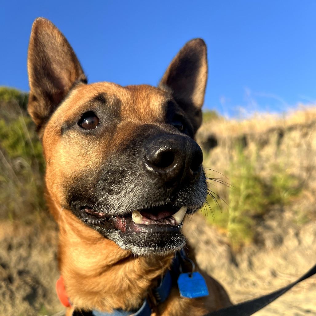 Cantaloupe, Adoptable, Senior Male Shepherd & Mixed Breed.