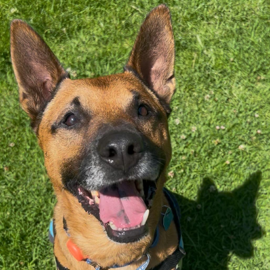 Enlarge Cantaloupe, a Adoptable mixed breed in San Francisco, CA image 2/6