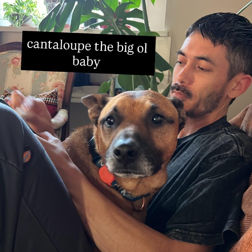 Enlarge Cantaloupe, a Adoptable mixed breed in San Francisco, CA image 3/6