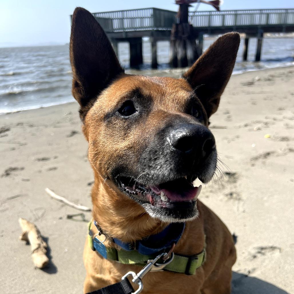 Enlarge Cantaloupe, a Adoptable mixed breed in San Francisco, CA image 4/6