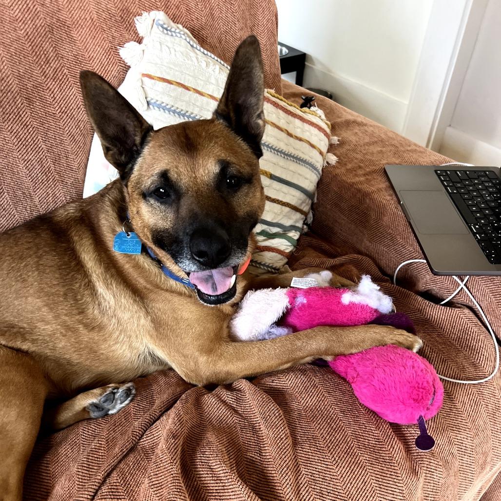 Enlarge Cantaloupe, a Adoptable mixed breed in San Francisco, CA image 5/6