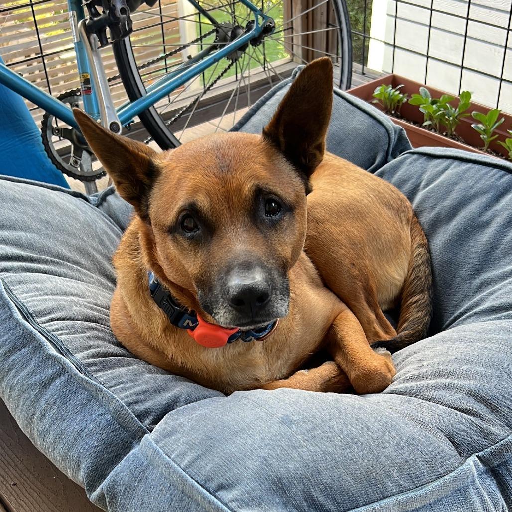 Enlarge Cantaloupe, a Adoptable mixed breed in San Francisco, CA image 6/6