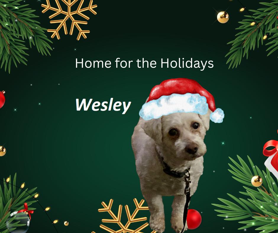 Enlarge Wesley - special needs, a Adoptable mixed breed in Rootstown, OH image 1/2