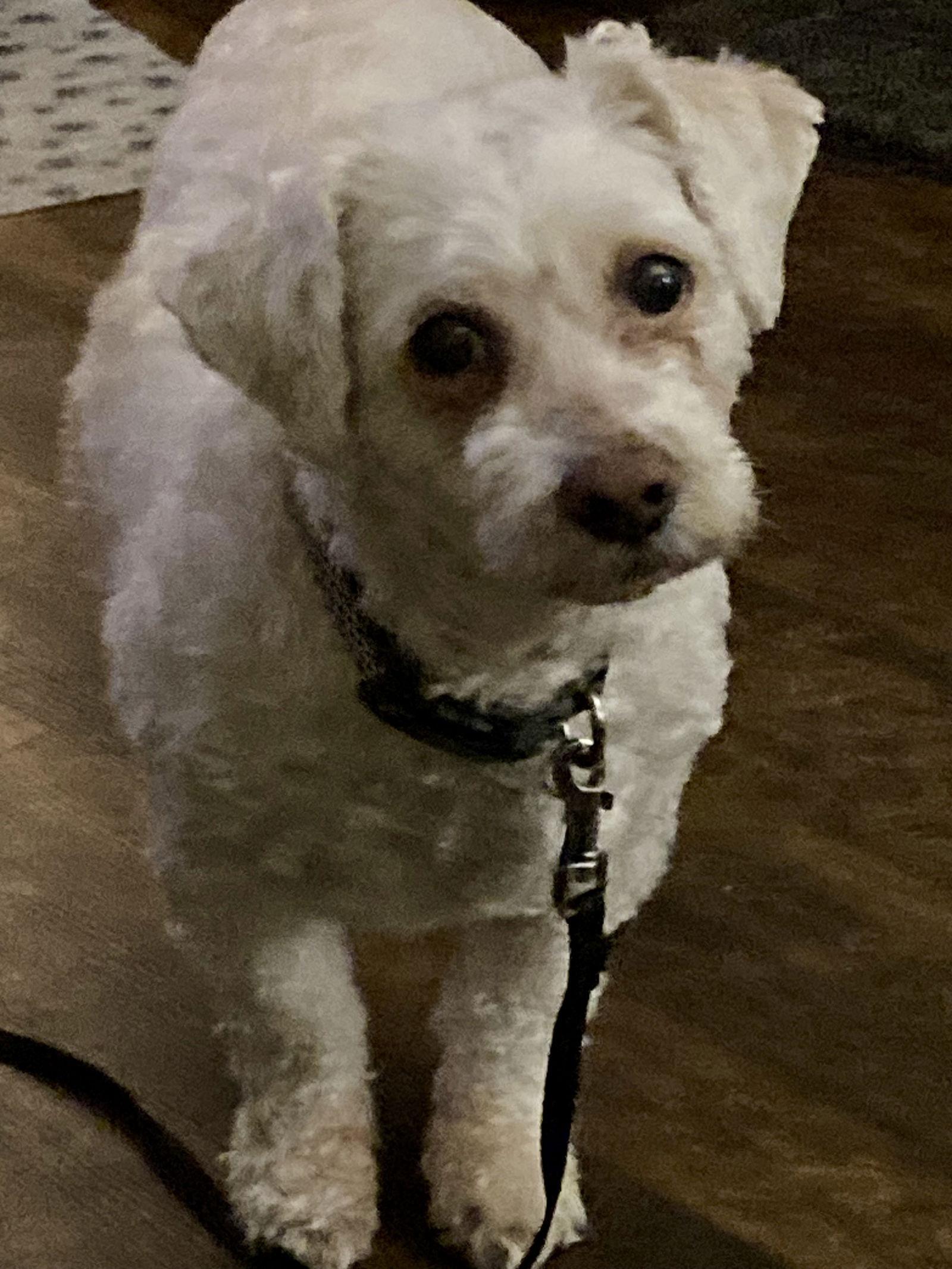 Enlarge Wesley - special needs, a Adoptable mixed breed in Rootstown, OH image 2/2