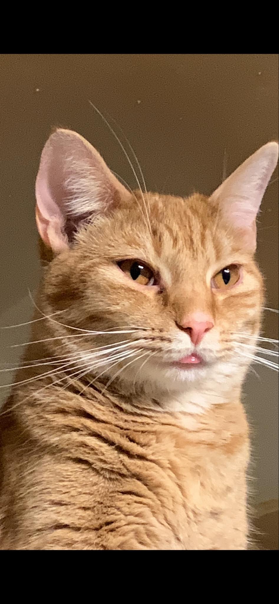 Cat for adoption - Tweeker, a Domestic Short Hair in Allison Park, PA ...