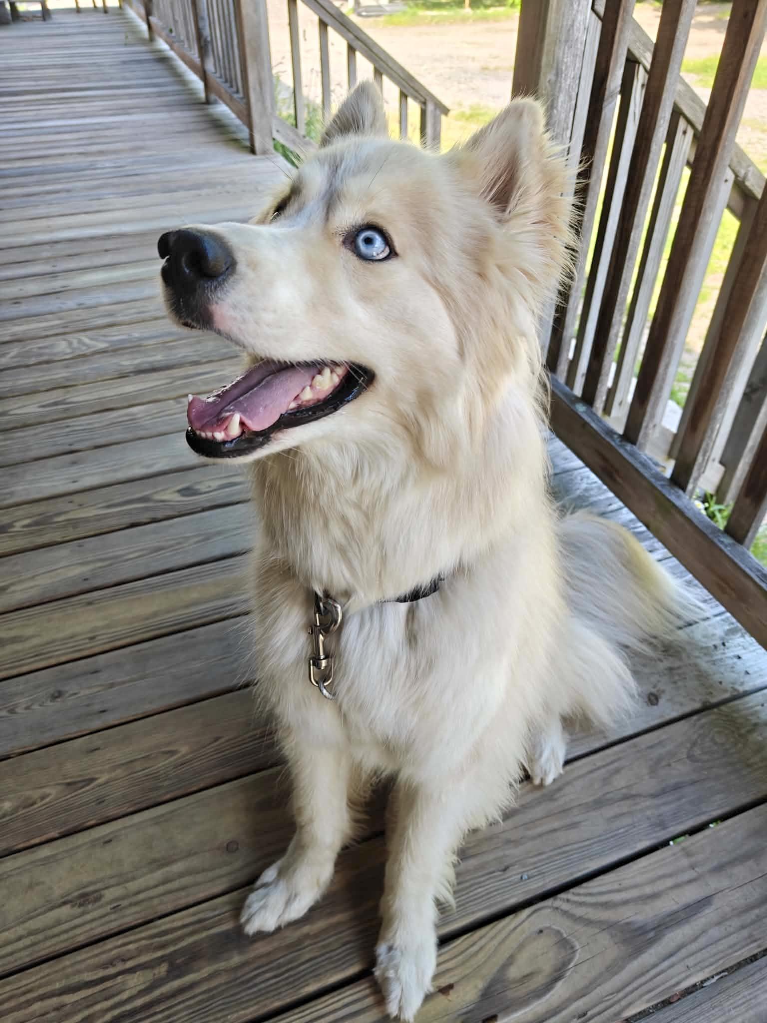 Buddy, an adopted mixed breed in Grafton, MA image 1/6