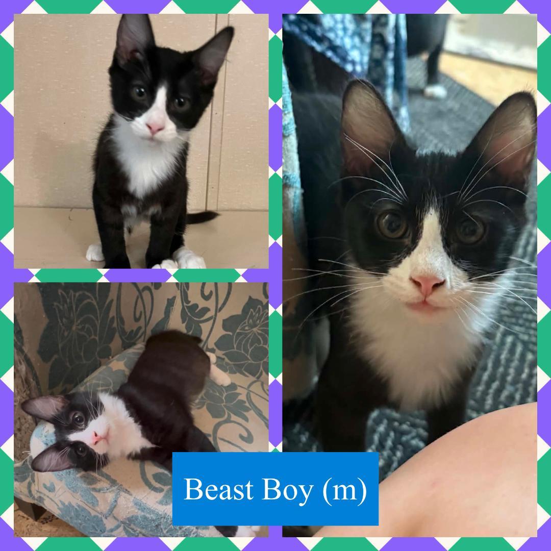 Beast Boy, ADOPTABLE, Kitten Male Domestic Short Hair.