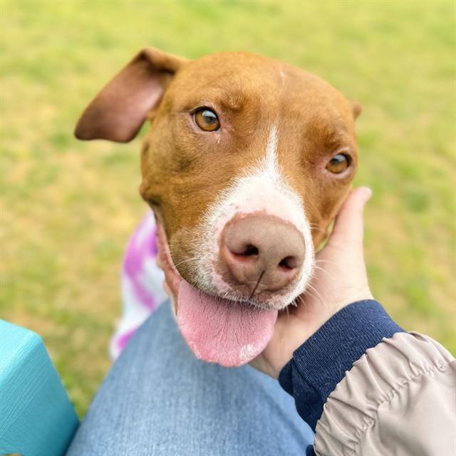 QUEEN, Adoptable, Adult Female Boxer & Mixed Breed.