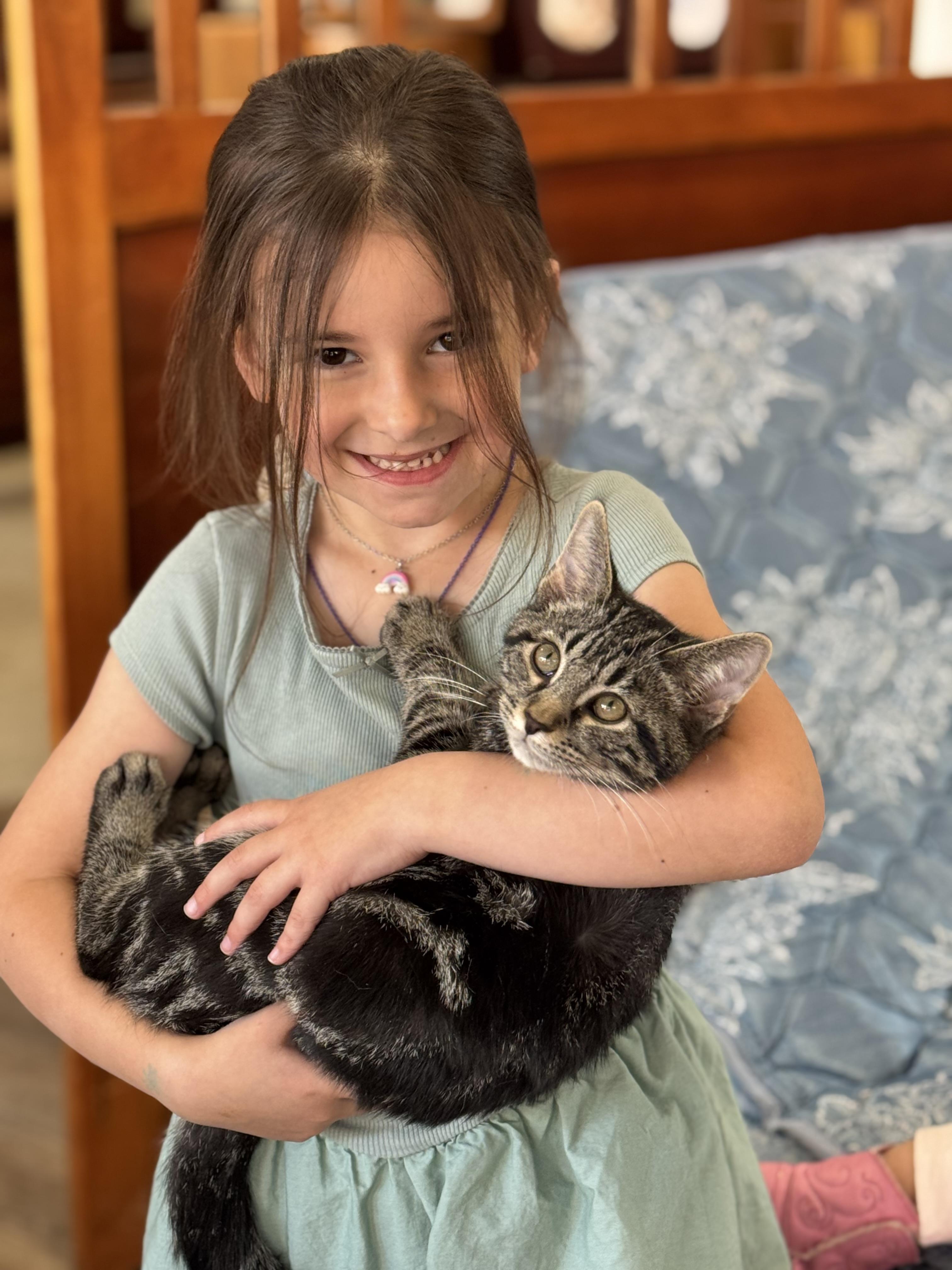 Enlarge Micky, an adopted Domestic Short Hair in Tyrone, PA image 1/1