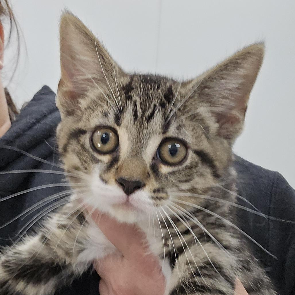 Simba, Adoptable, Kitten Male Domestic Medium Hair.