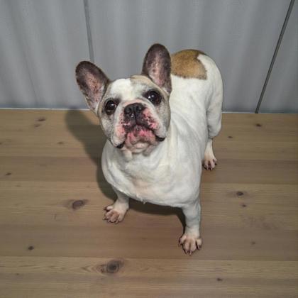 Onyx, Adoptable, Adult Female French Bulldog & English Bulldog.