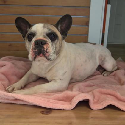 Onyx, Adoptable, Adult Female French Bulldog & English Bulldog.