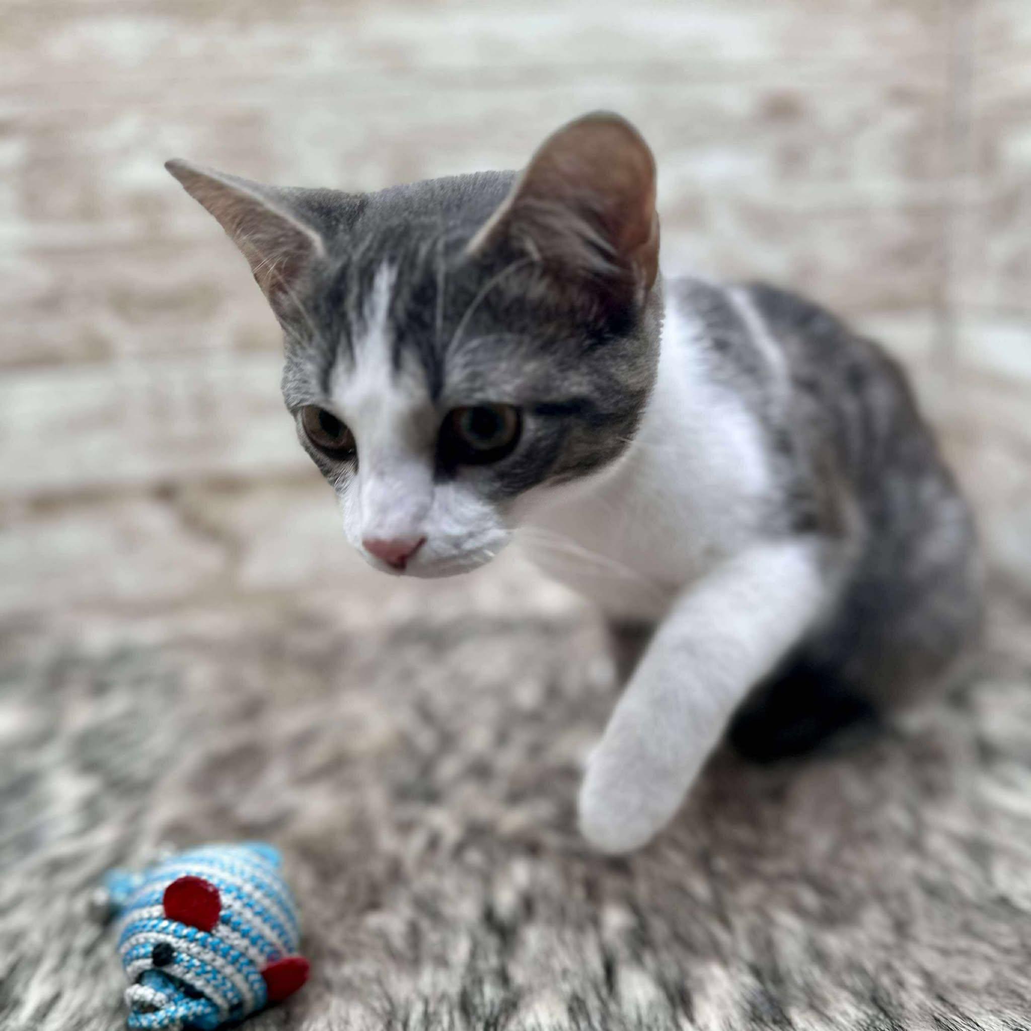 Wylie, ADOPTABLE, Kitten Male Domestic Short Hair.