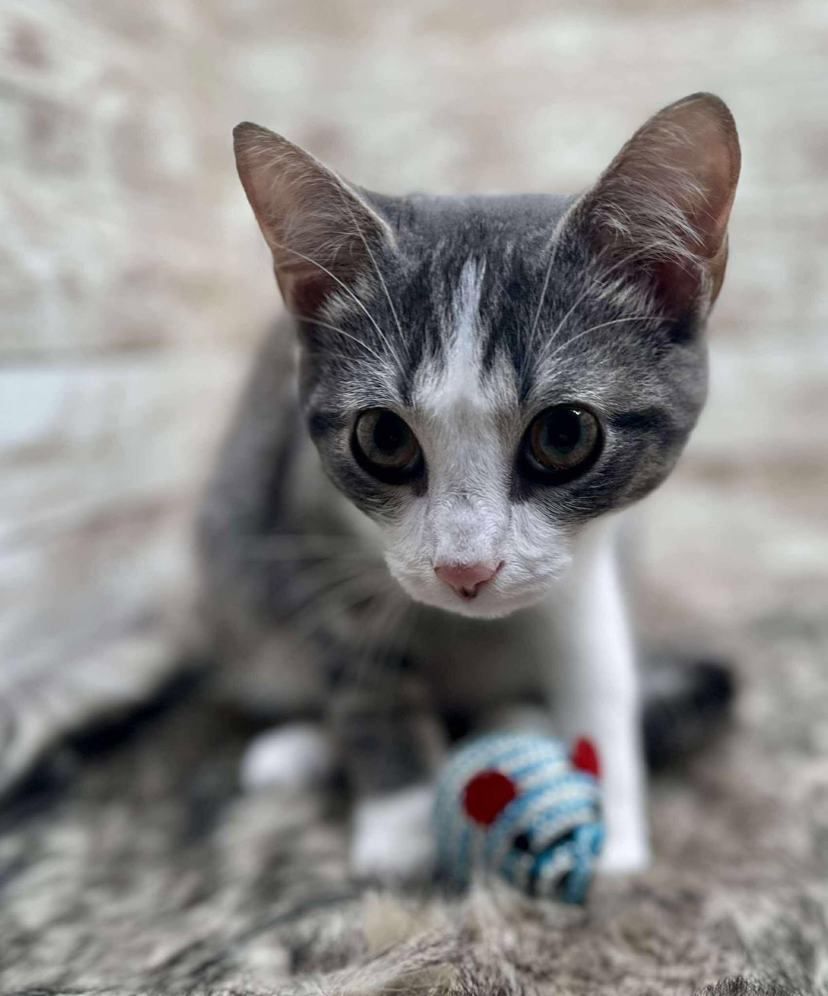 Enlarge Wylie, a ADOPTABLE Domestic Short Hair in Lexington, KY image 2/3