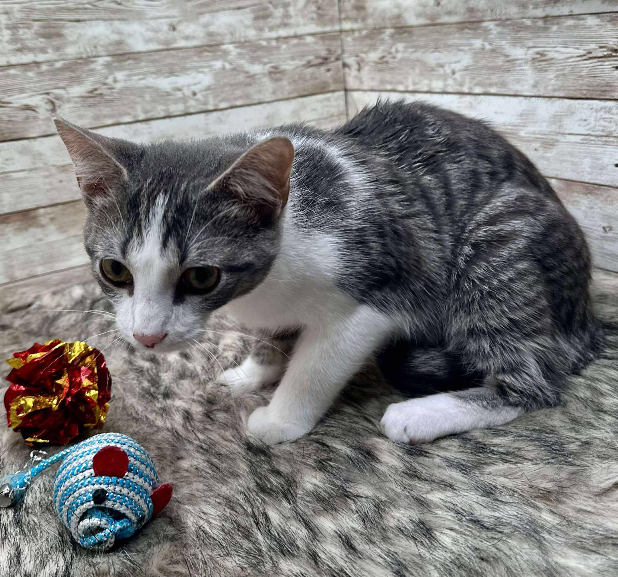 Enlarge Wylie, a ADOPTABLE Domestic Short Hair in Lexington, KY image 3/3