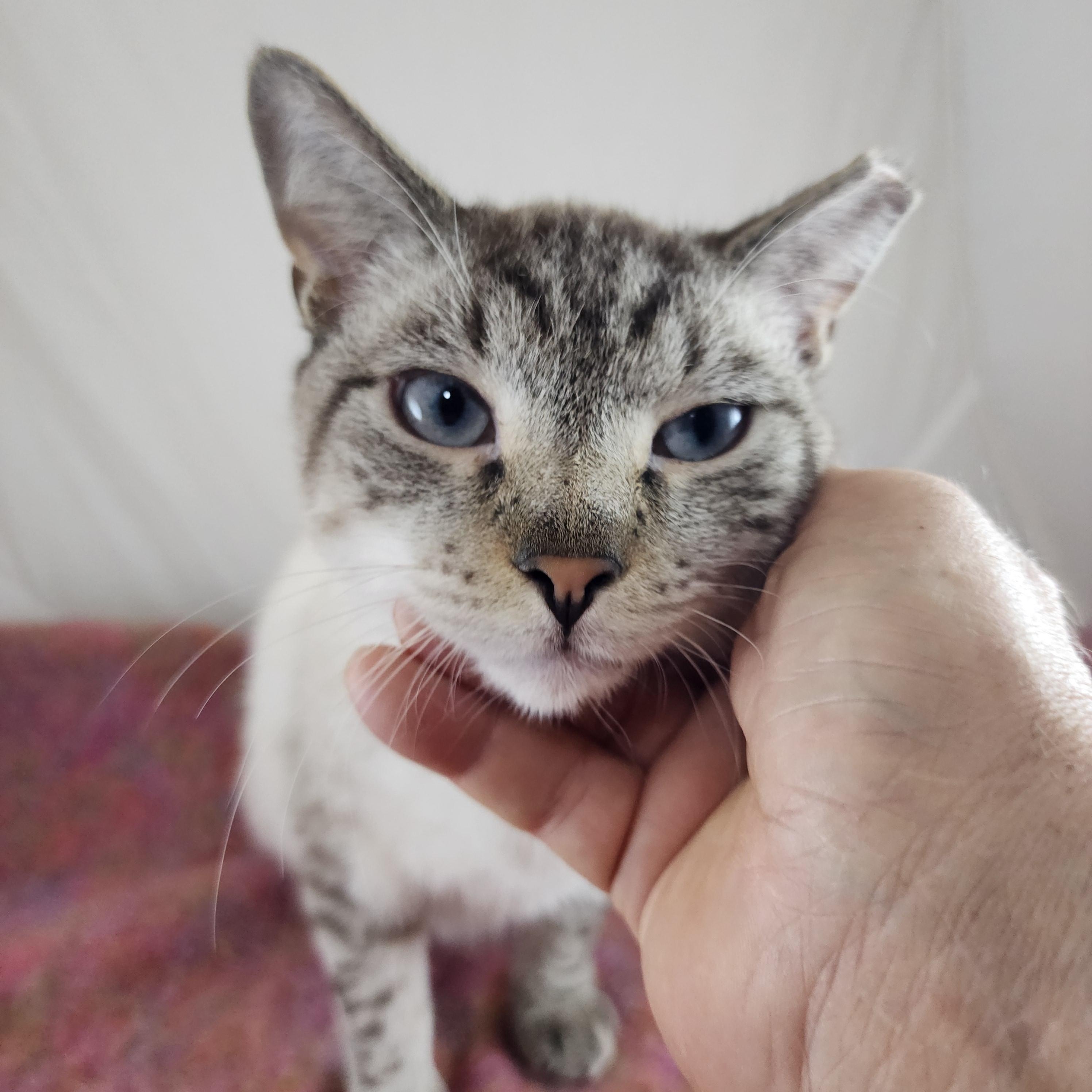 Jas, adopted, Adult Male Siamese & Domestic Short Hair.