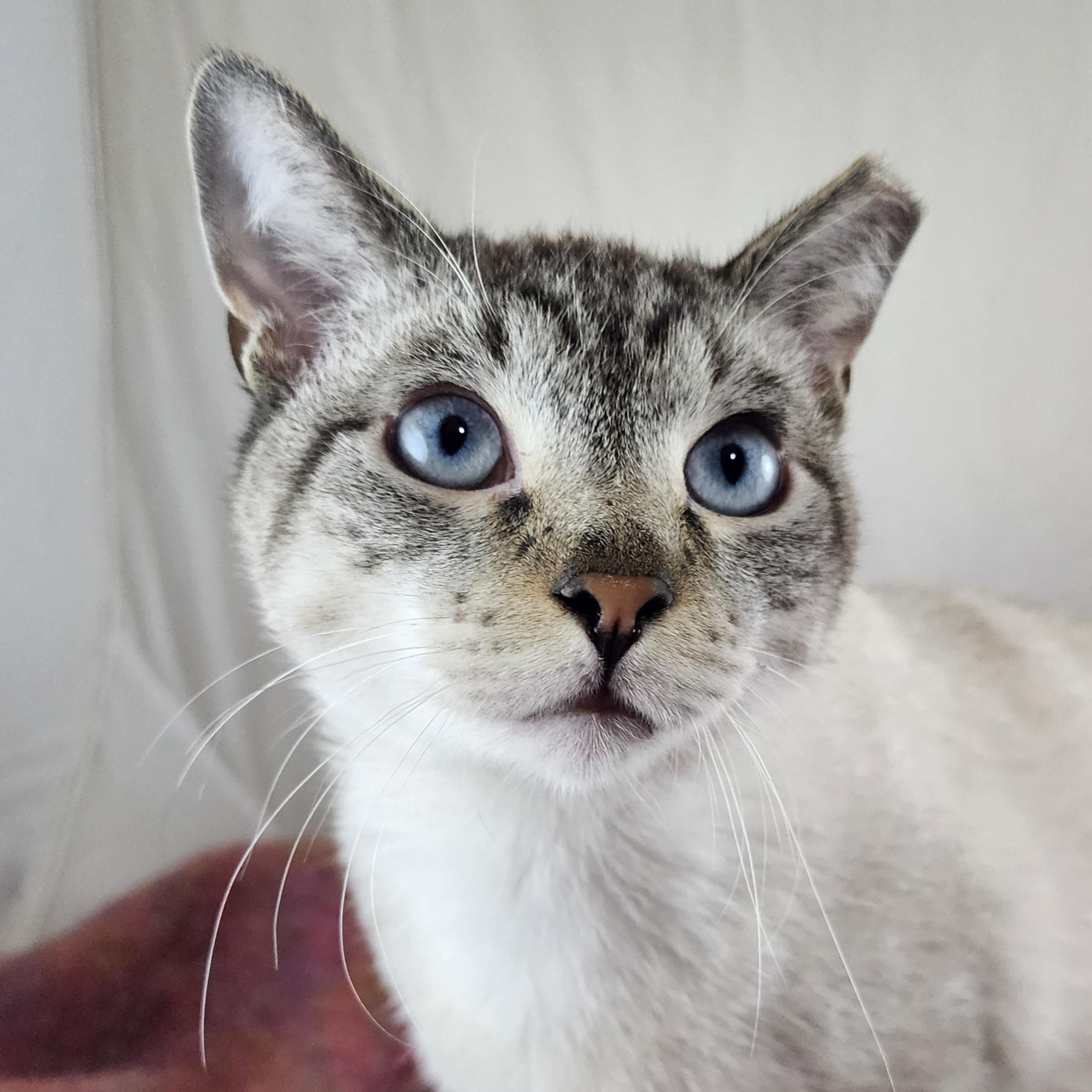 Enlarge Jas, an adopted mixed breed in New York, NY image 2/6