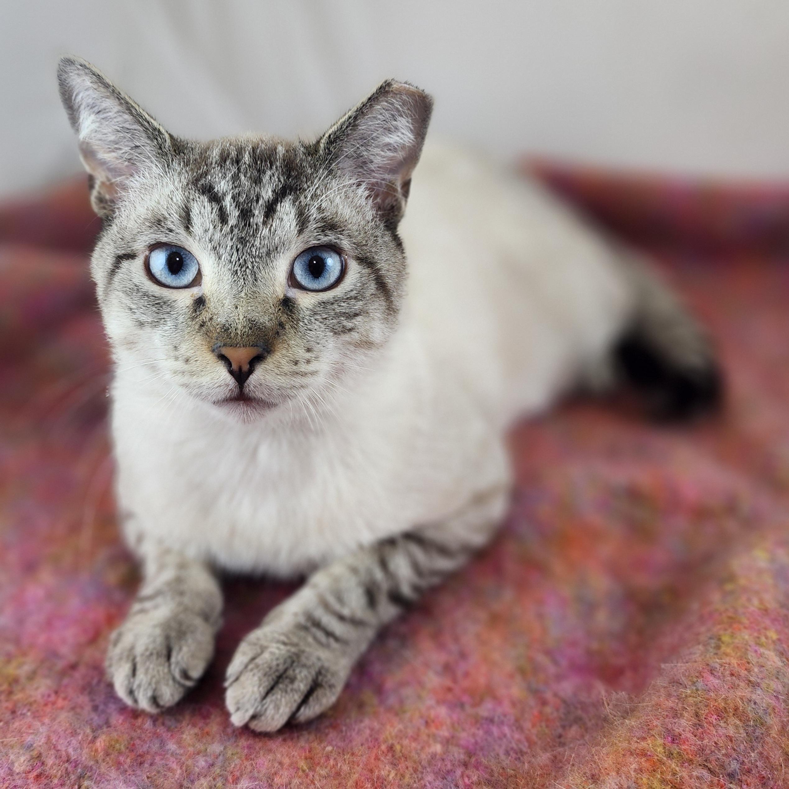 Enlarge Jas, an adopted mixed breed in New York, NY image 3/6