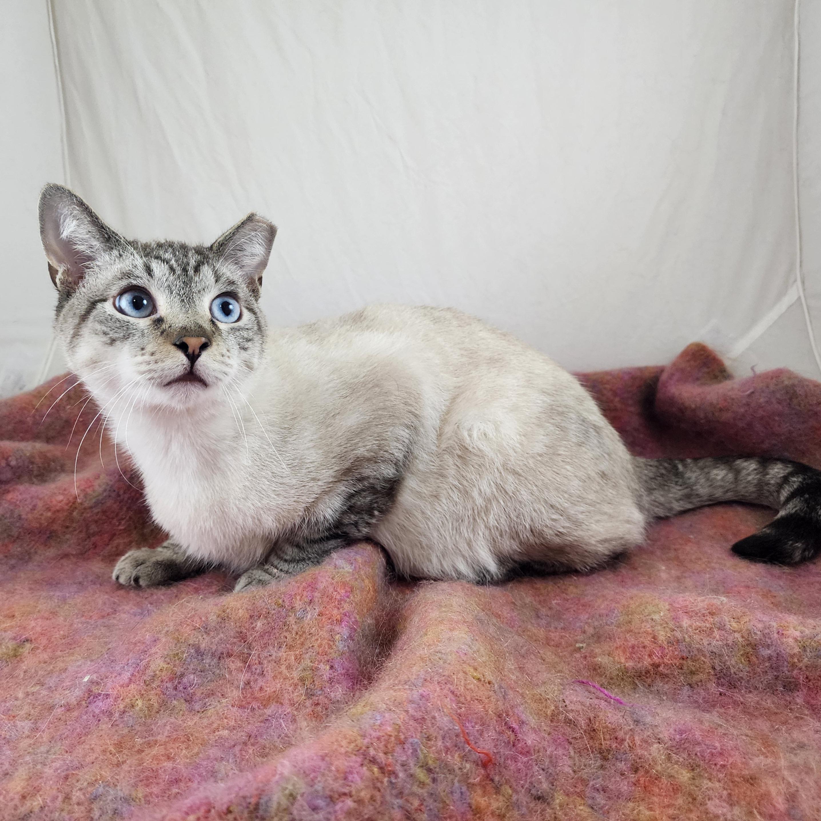 Enlarge Jas, an adopted mixed breed in New York, NY image 4/6