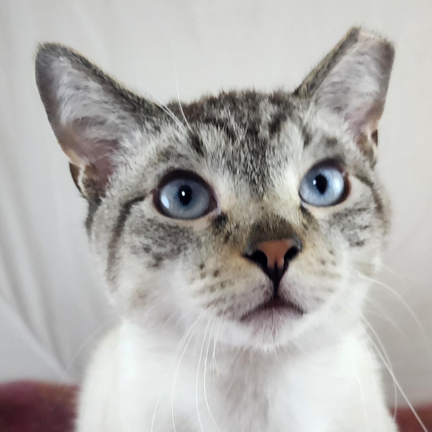 Enlarge Jas, an adopted mixed breed in New York, NY image 5/6