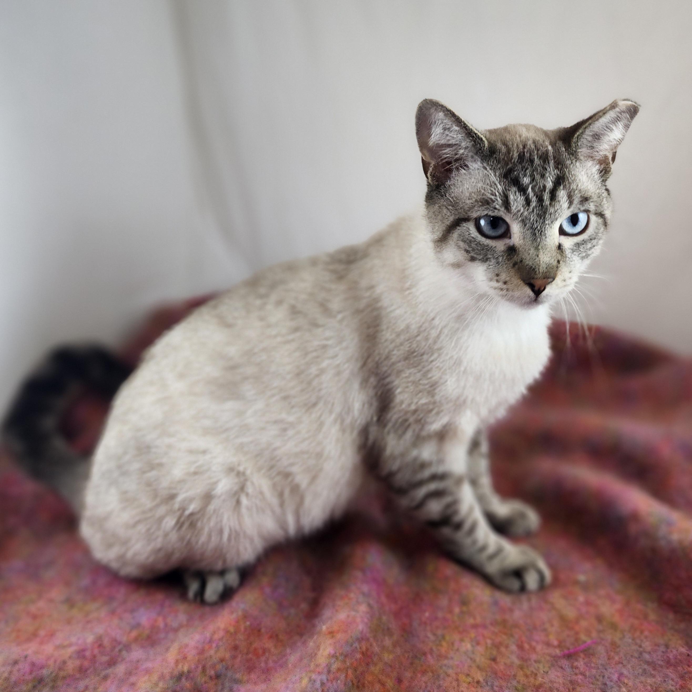 Enlarge Jas, an adopted mixed breed in New York, NY image 6/6