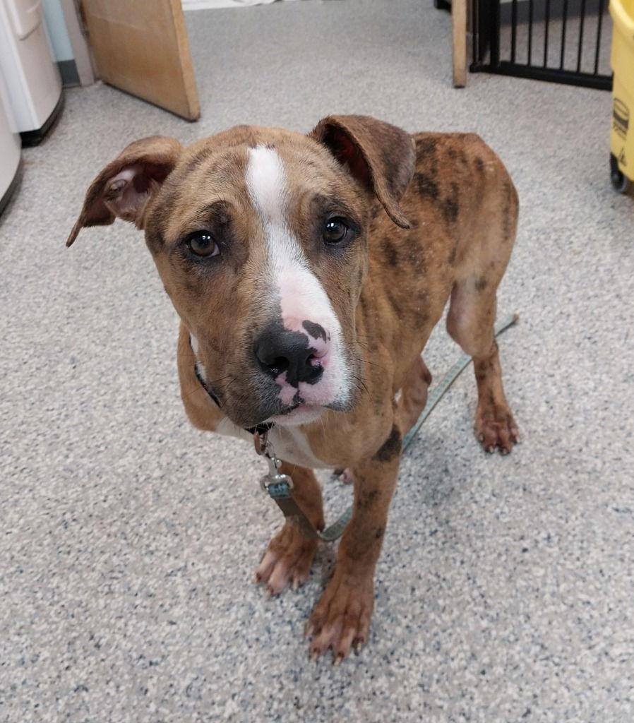 Moose, Adoptable, Young Male Catahoula Leopard Dog.