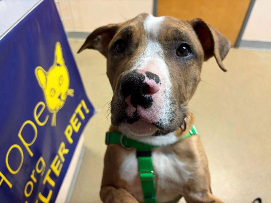 Enlarge Moose, a Adoptable Catahoula Leopard Dog in Sayreville, NJ image 1/3