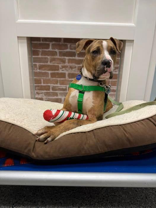 Enlarge Moose, a Adoptable Catahoula Leopard Dog in Sayreville, NJ image 2/3