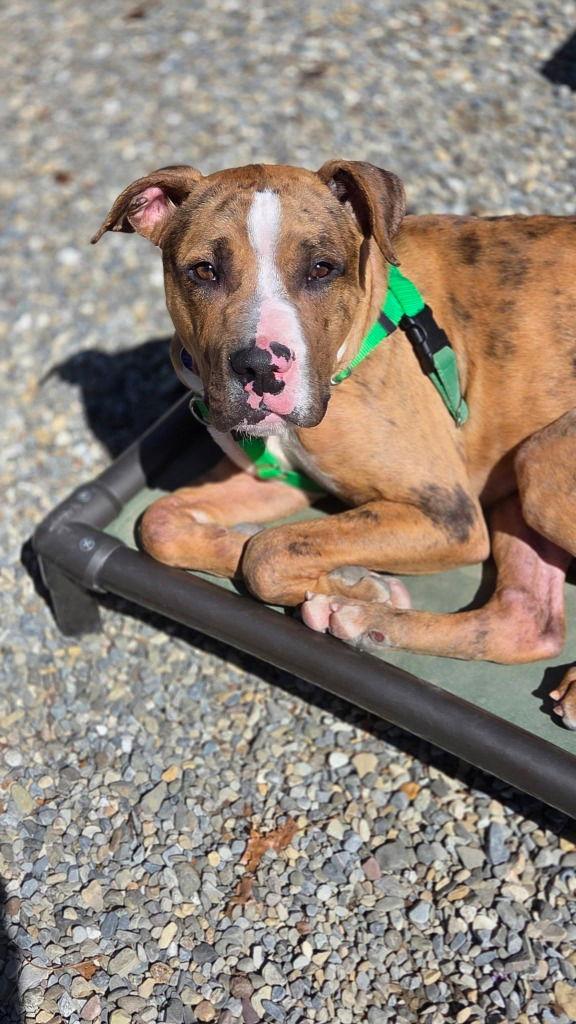 Enlarge Moose, a Adoptable Catahoula Leopard Dog in Sayreville, NJ image 3/3