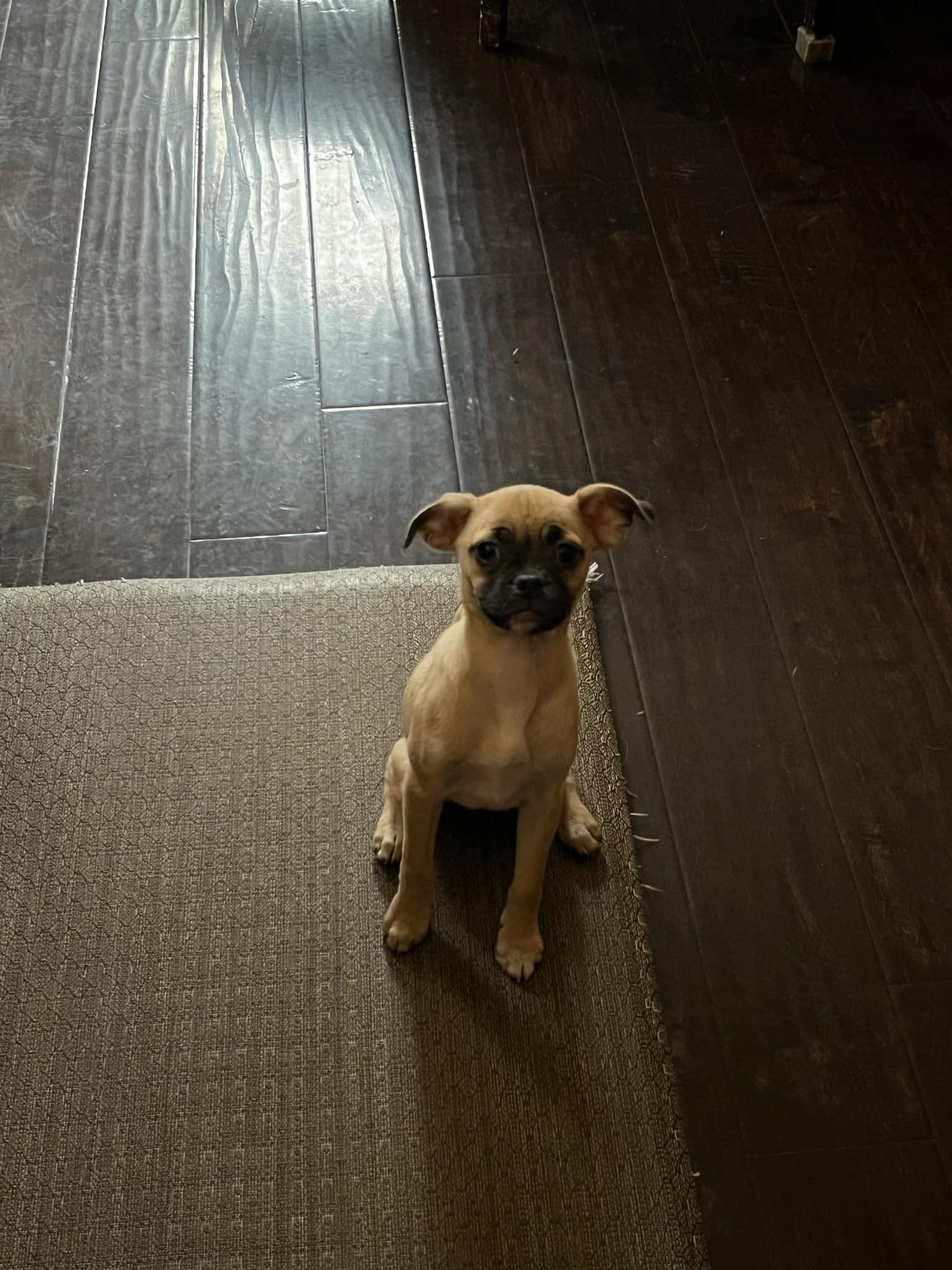 Cookie photo 6