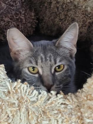 Tessa, Adoptable, Kitten Female Domestic Short Hair & Domestic Short Hair.