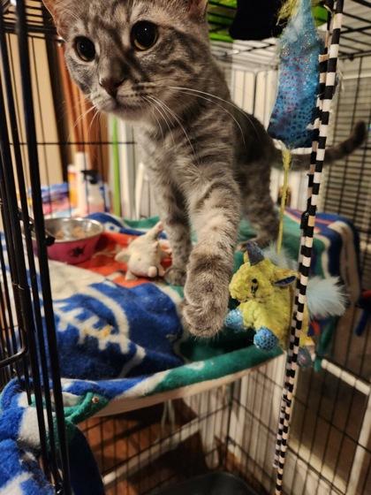 Tessa, a Adoptable Domestic Short Hair in New Freedom, PA image 2/3