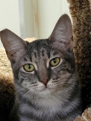 Tessa, a Adoptable Domestic Short Hair in New Freedom, PA image 3/3