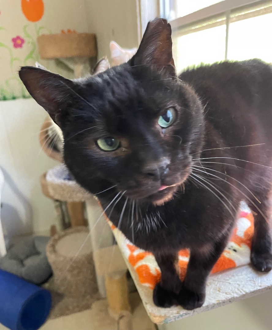 Enlarge Mr. Pumpkin, a Adoptable Domestic Short Hair in Anderson , SC image 3/6