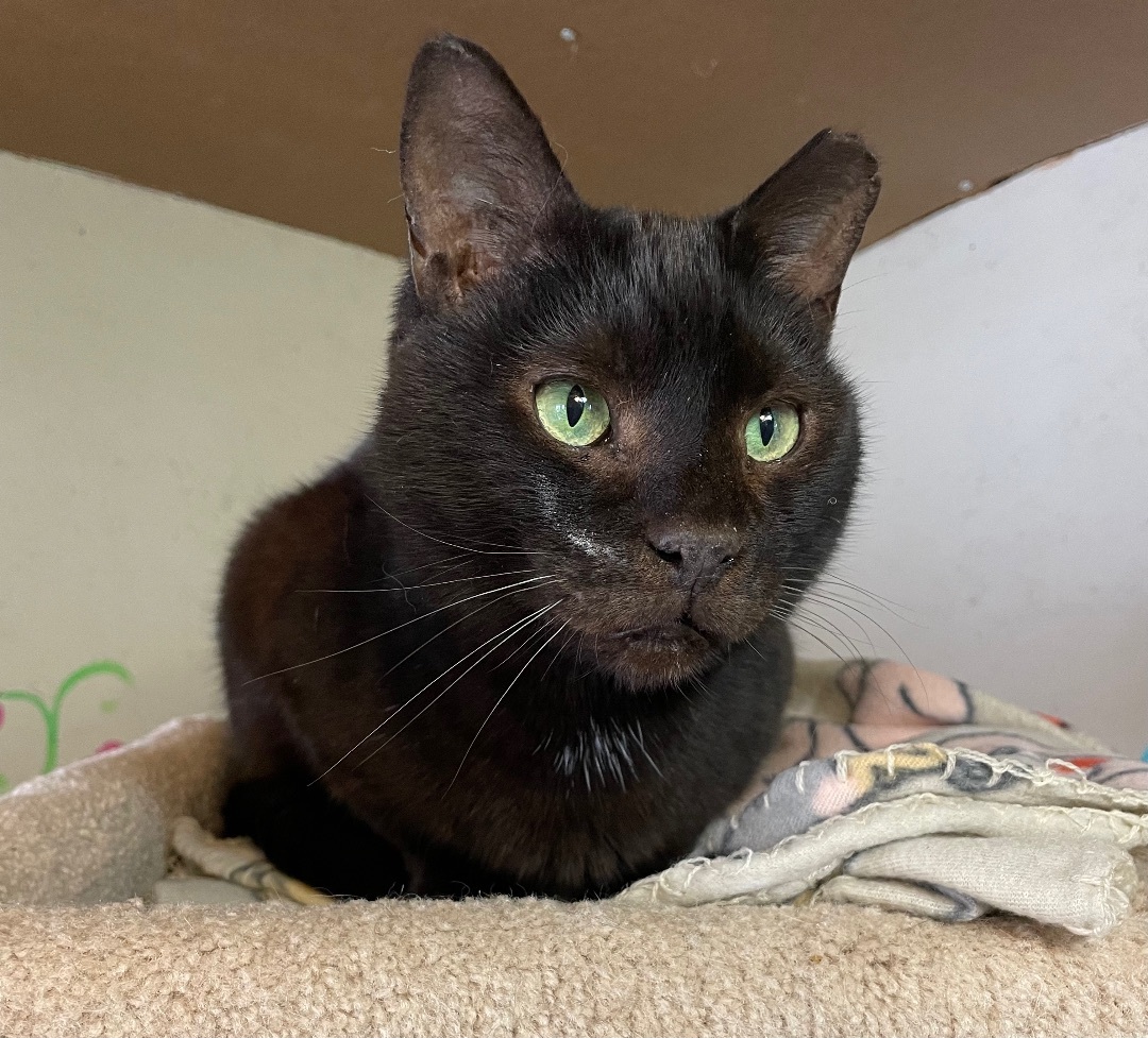 Enlarge Mr. Pumpkin, a Adoptable Domestic Short Hair in Anderson , SC image 4/6