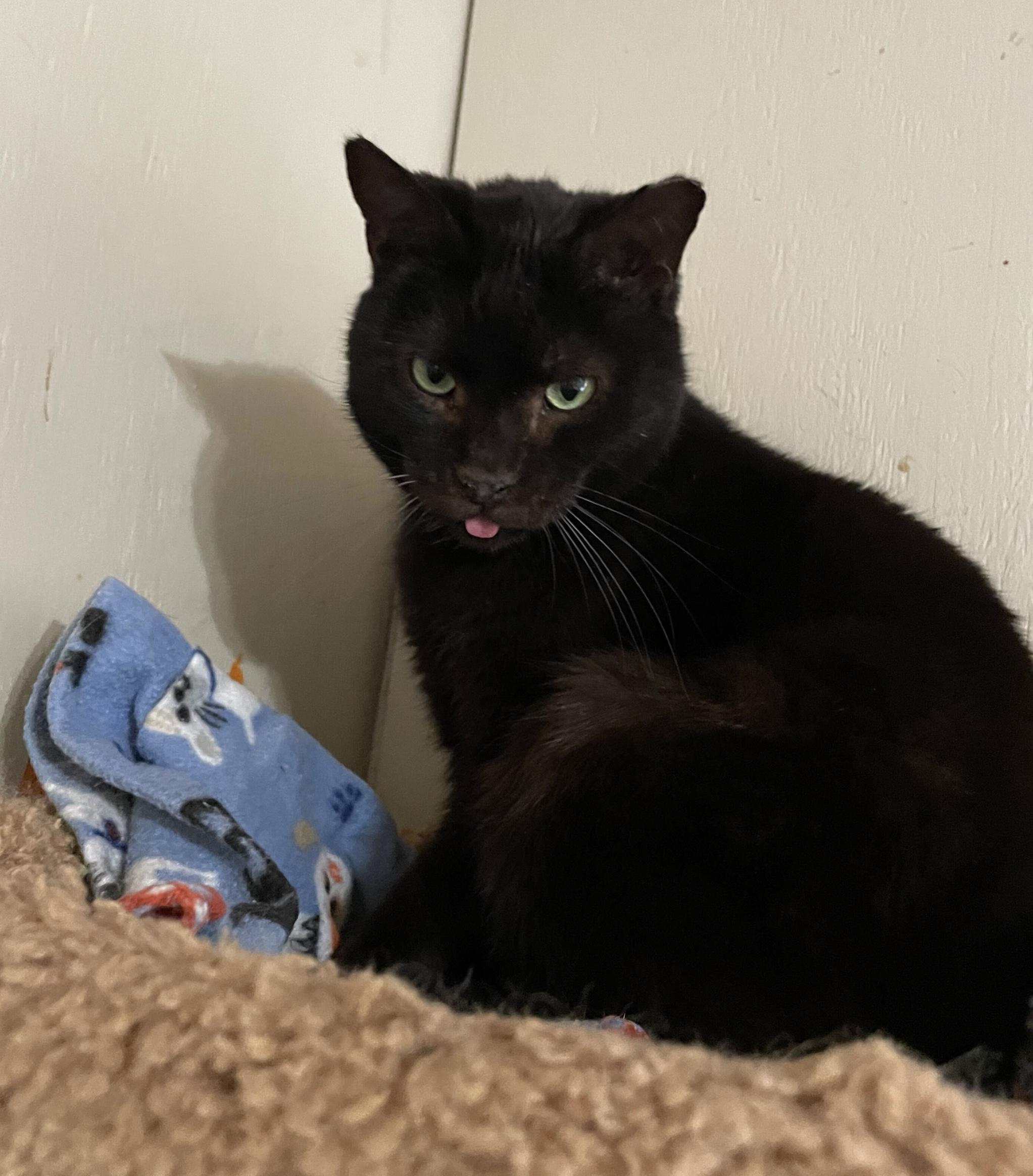 Enlarge Mr. Pumpkin, a Adoptable Domestic Short Hair in Anderson , SC image 6/6