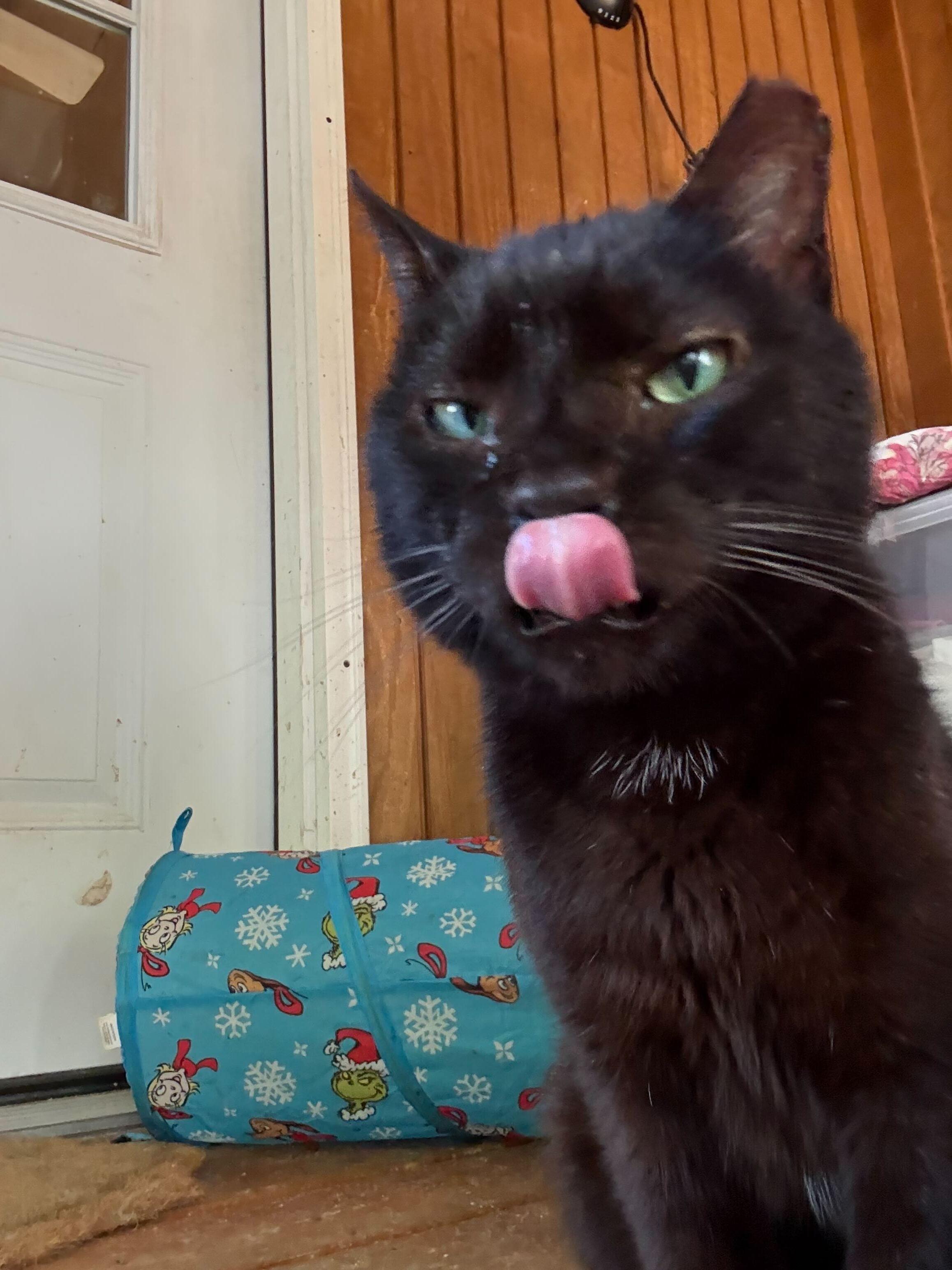 Mr. Pumpkin, Adoptable, Senior Male Domestic Short Hair.