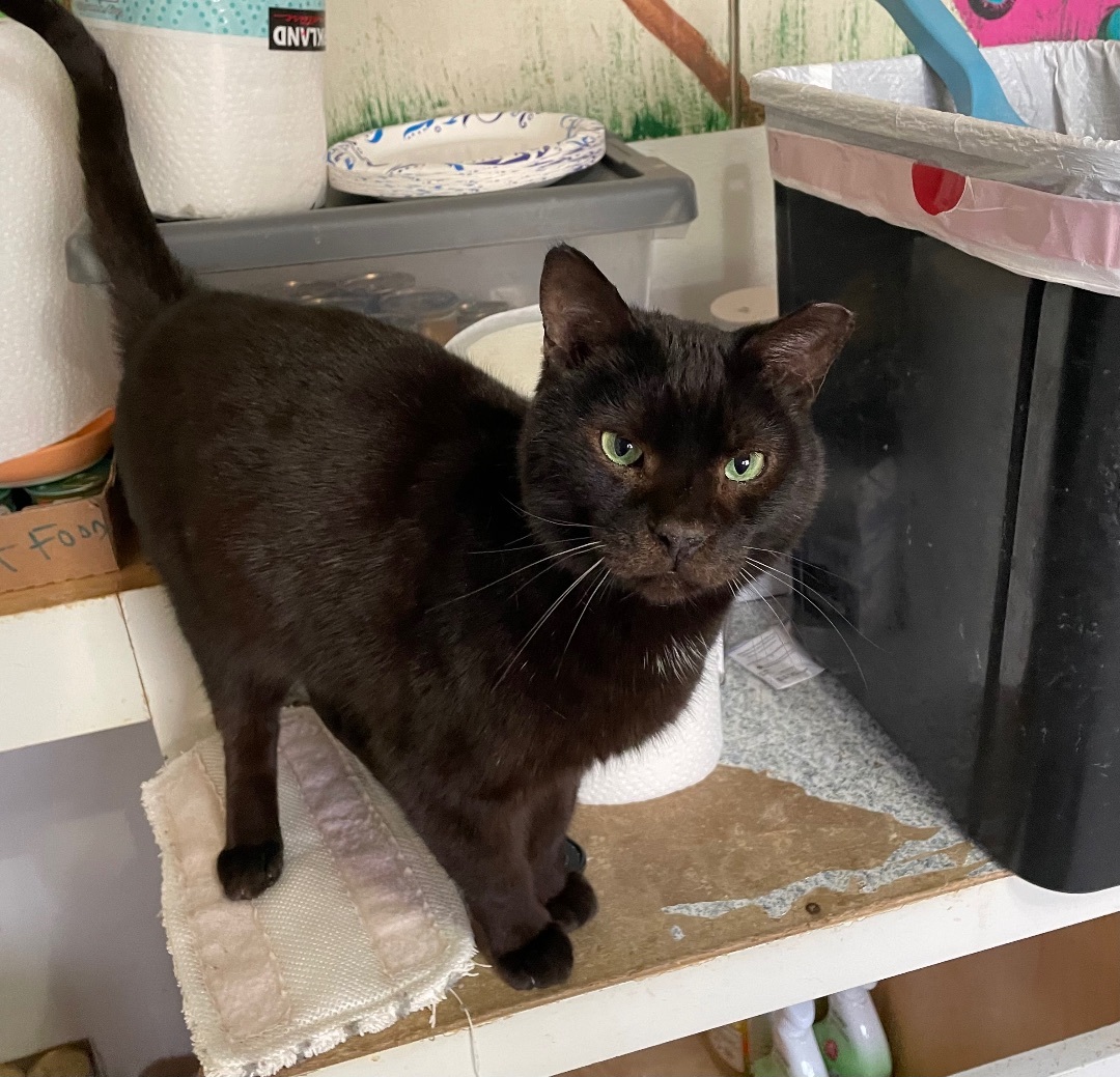 Enlarge Mr. Pumpkin, a Adoptable Domestic Short Hair in Anderson , SC image 2/6