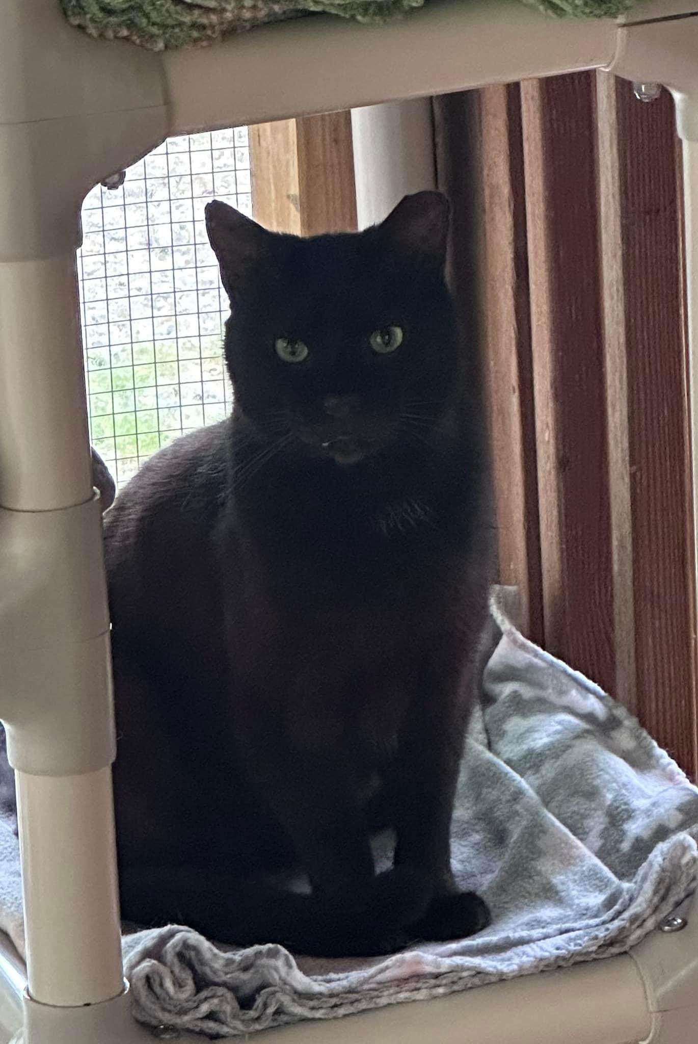 Enlarge Mr. Pumpkin, a Adoptable Domestic Short Hair in Anderson , SC image 5/6