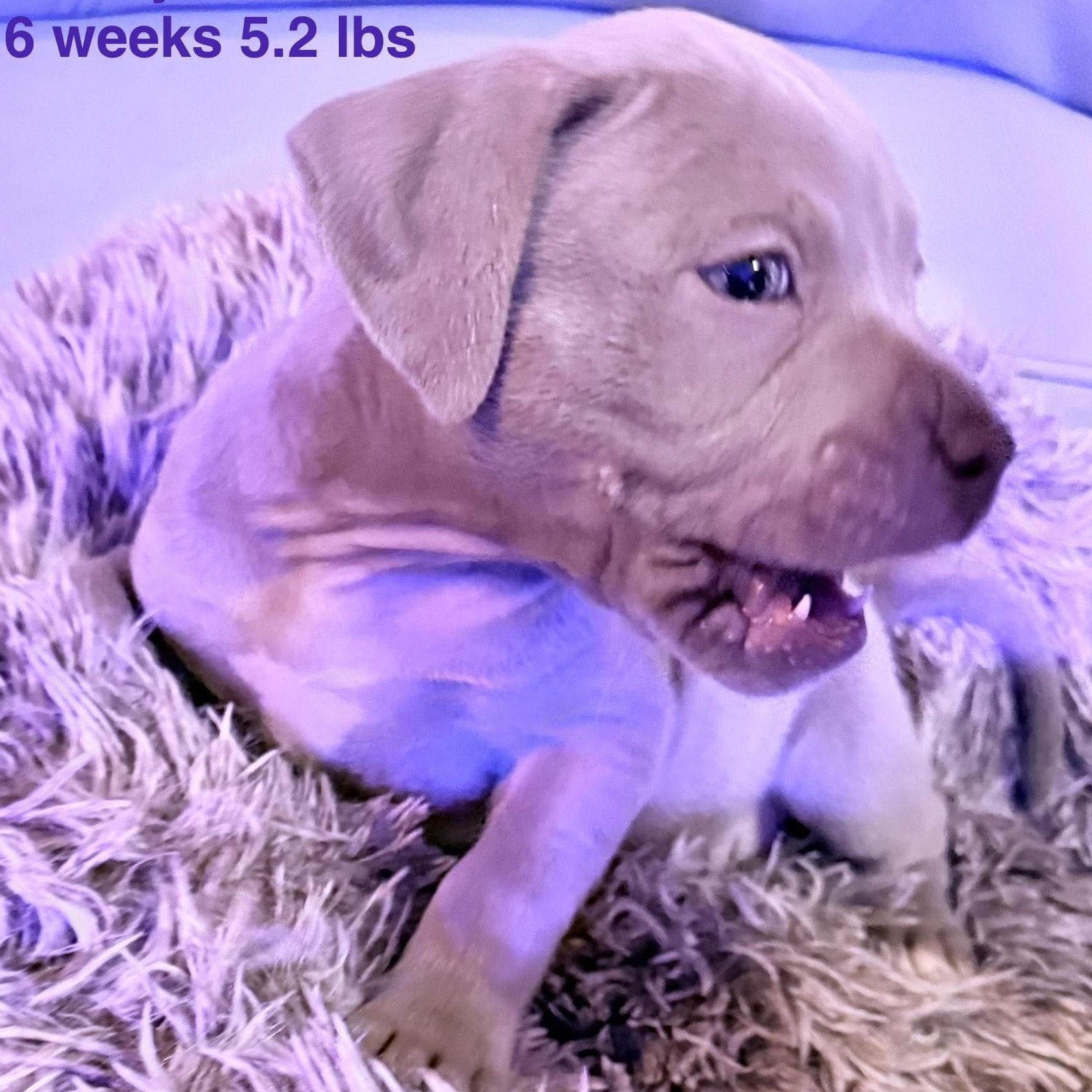 Merryweather — thumbnail 3