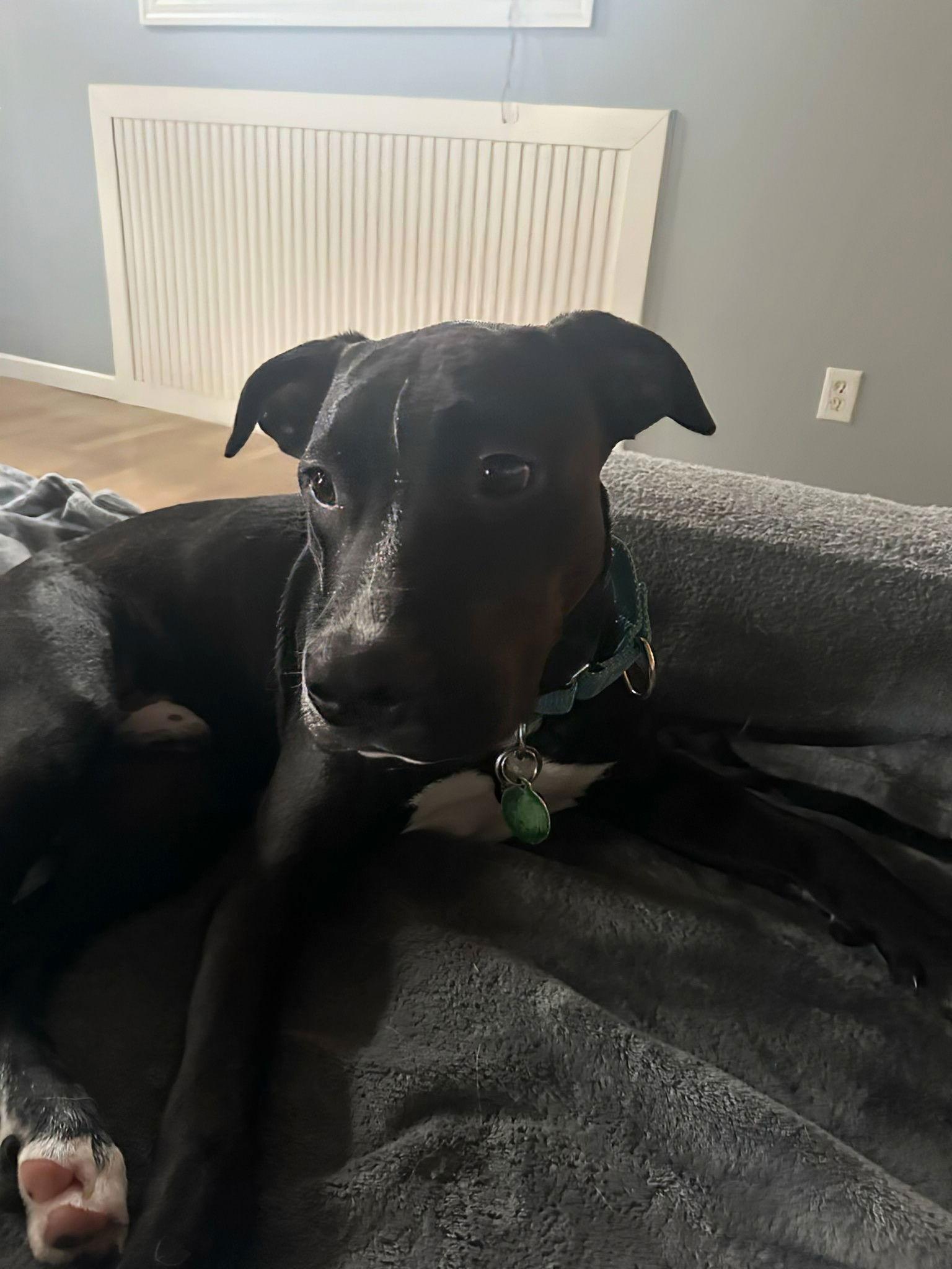 Picasso, Adopted, Young Male American Staffordshire Terrier & Pit Bull Terrier.