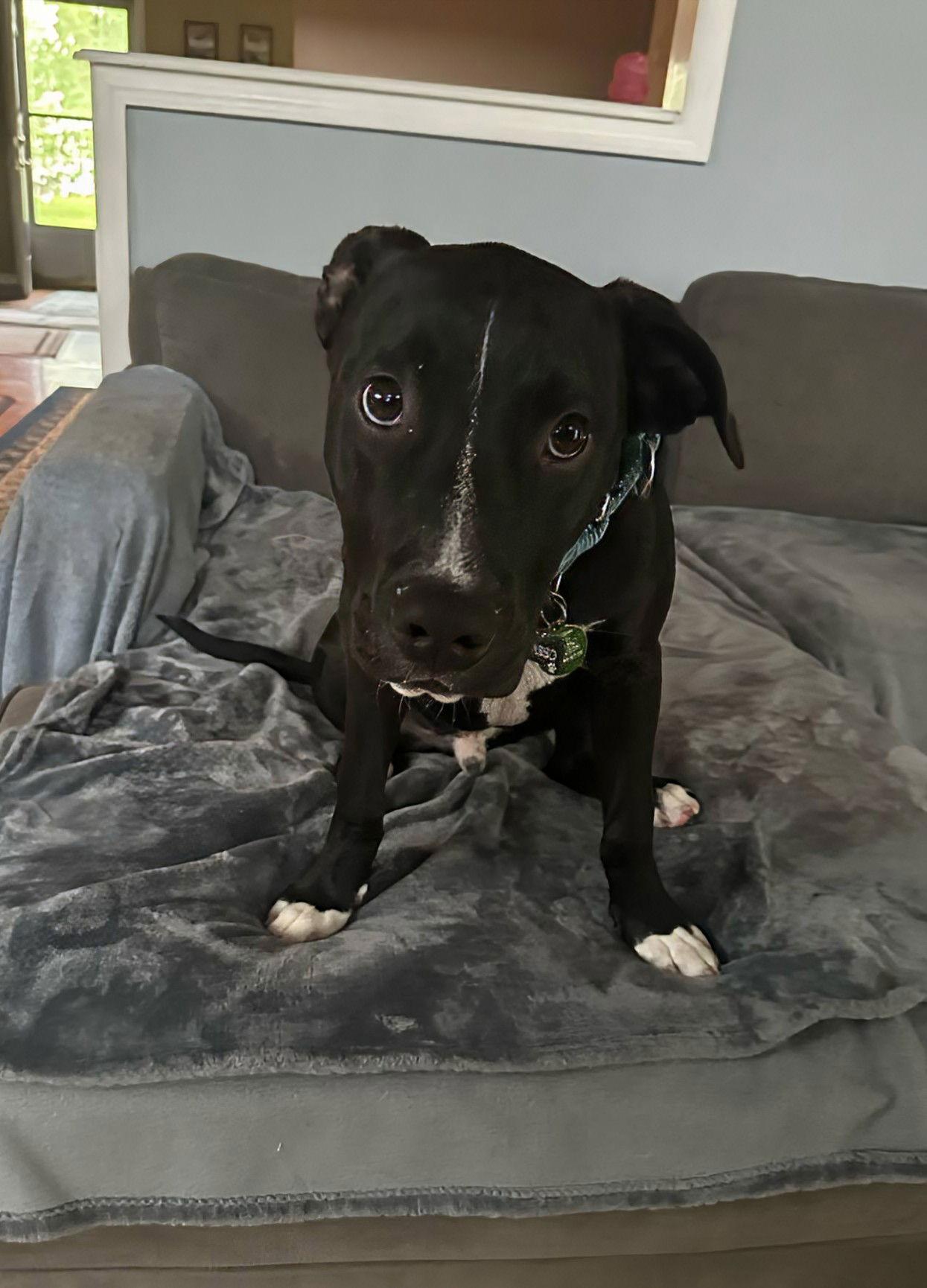 Enlarge Picasso, a Adopted mixed breed in Woodbridge, CT image 2/3