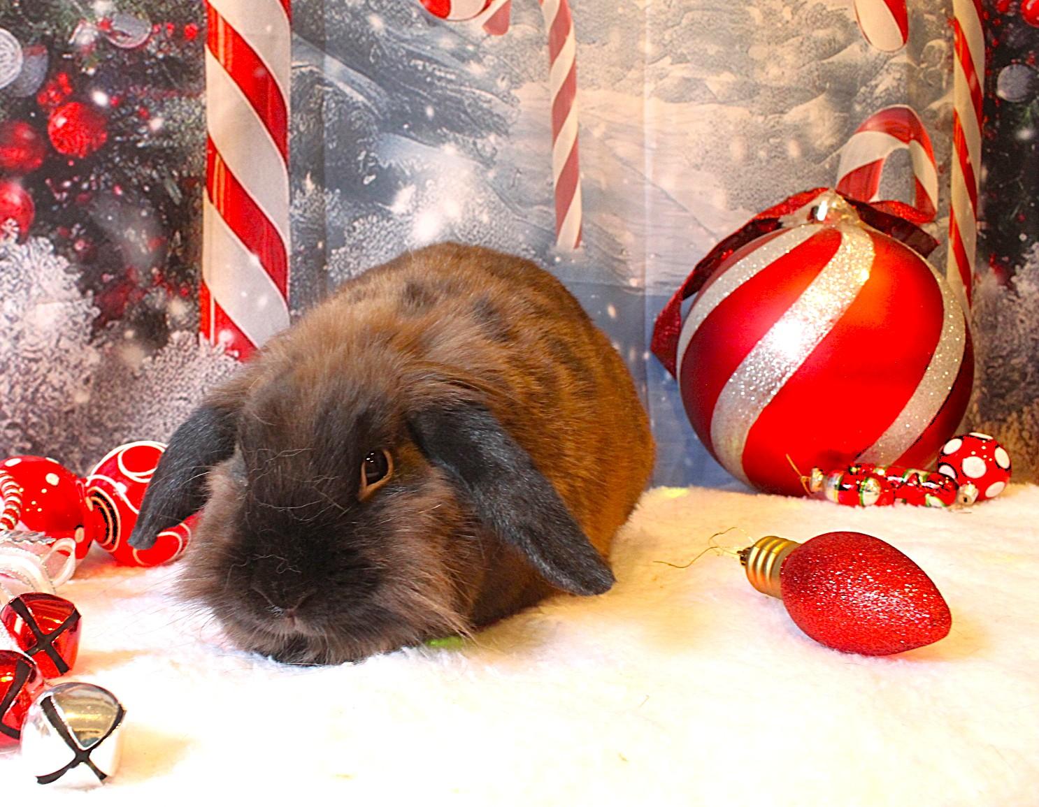 Precious, Adoptable, Adult Female Lionhead.