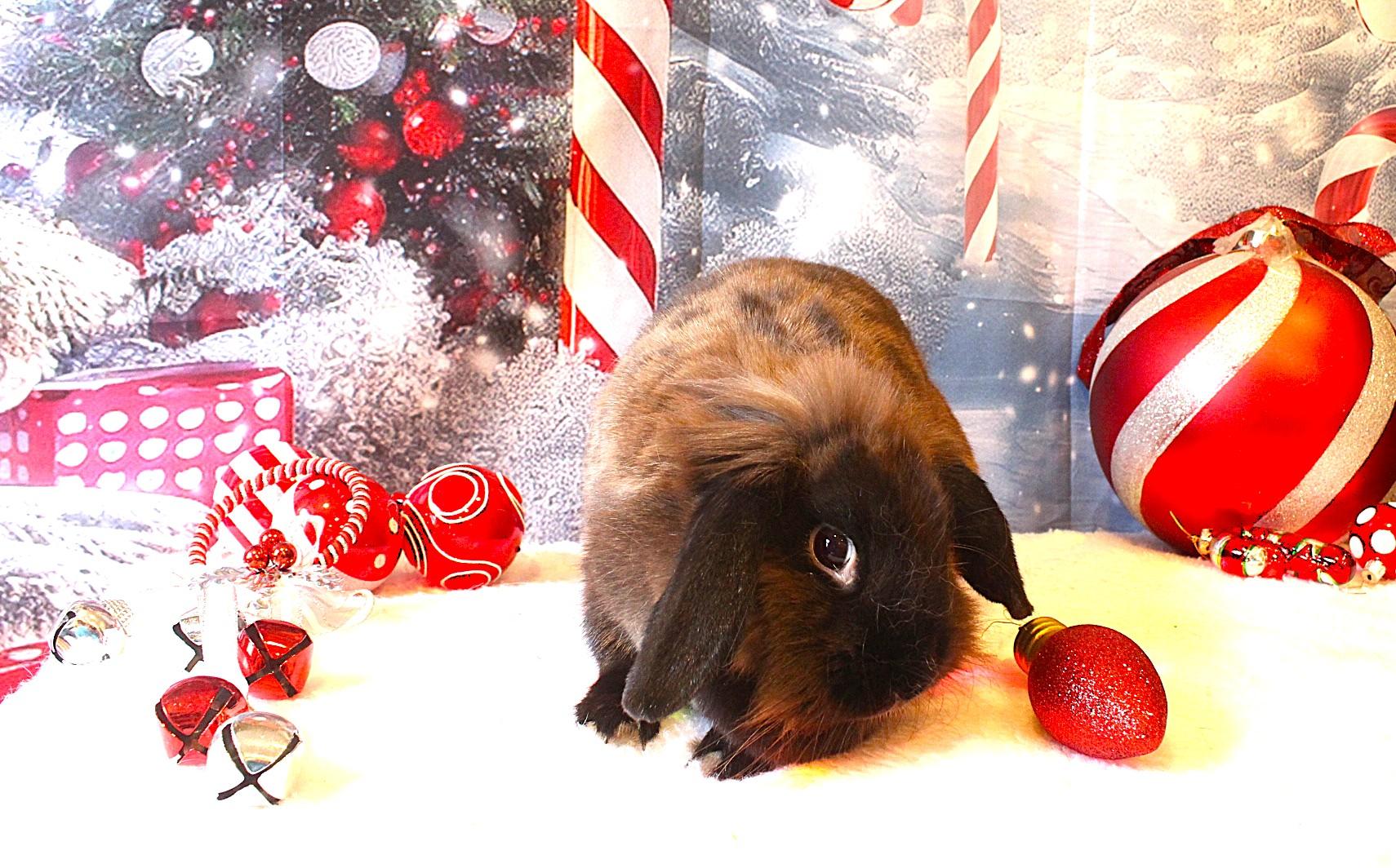 Precious, Adoptable, Adult Female Lionhead.