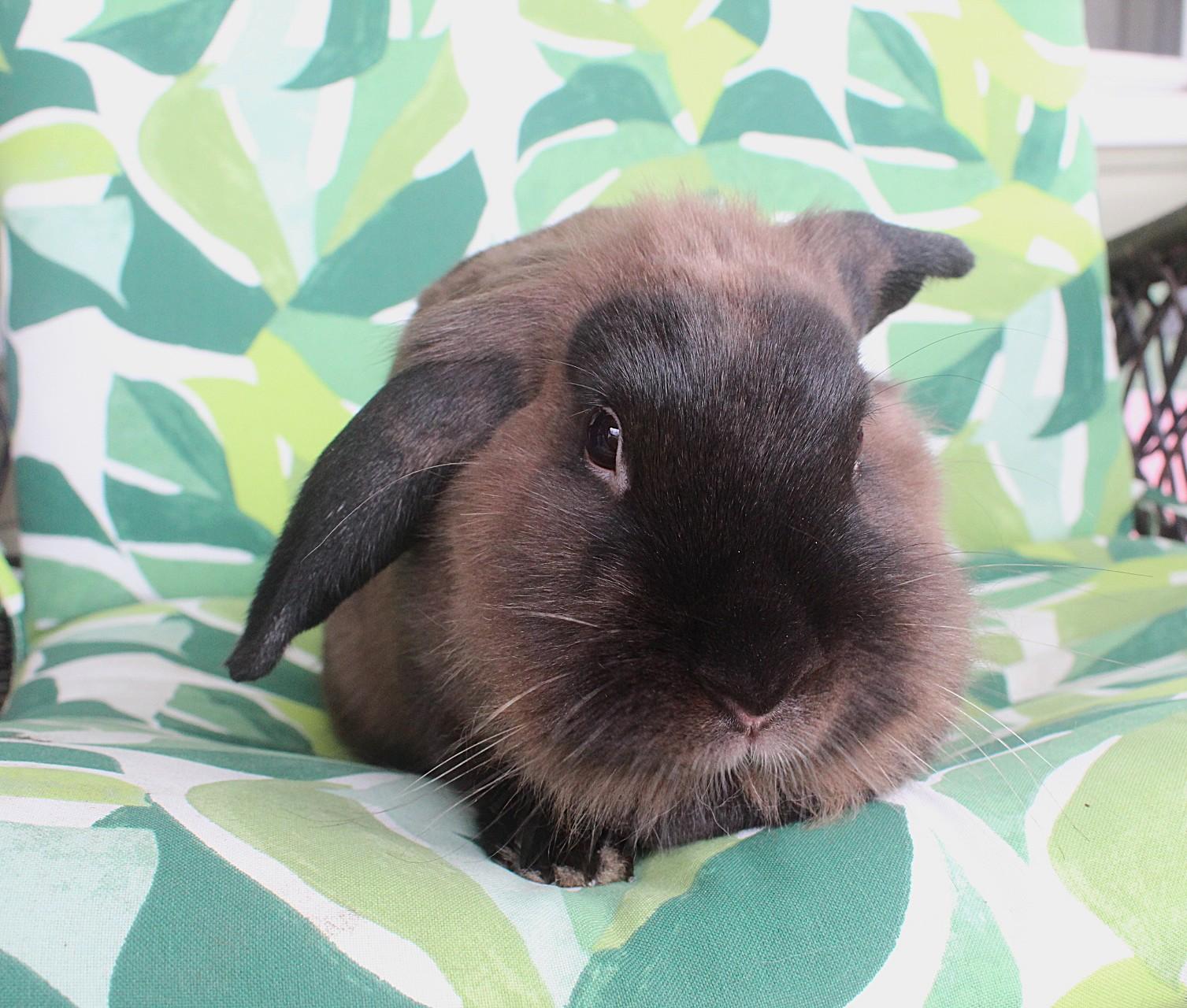 Precious, a Adoptable Lionhead in Hillside, NJ image 4/4