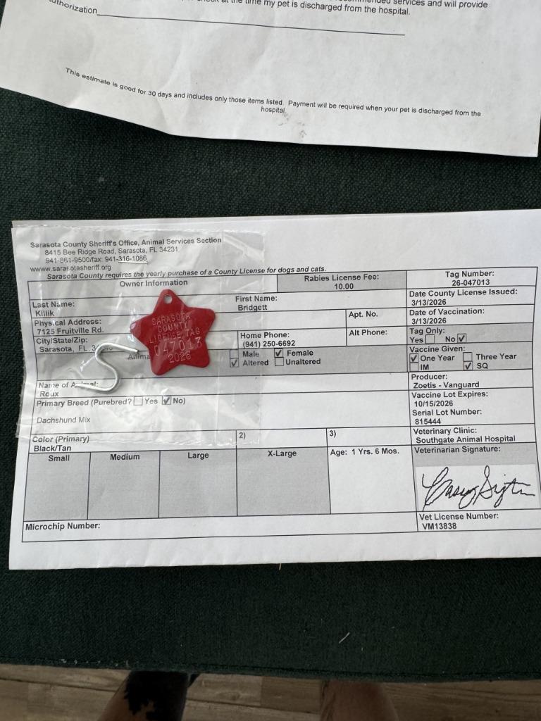 Roux, a Adopted Dachshund in Wauchula, FL image 2/2